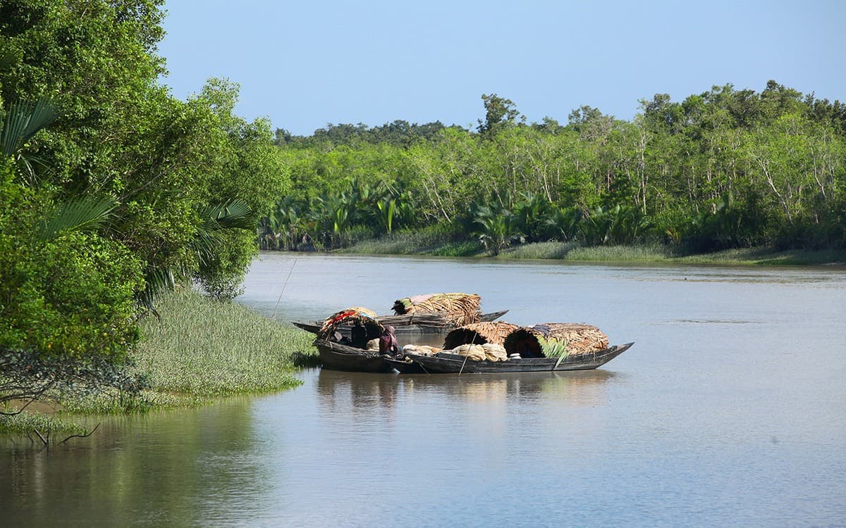 Mangrove Picture