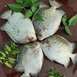 Payra Fish - 1 Kg