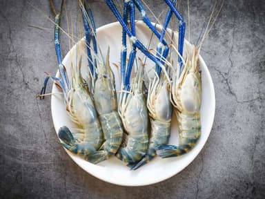 গলদা চিংড়ি (Shrimp)