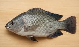 লোনা পানির তেলাপিয়া মাছ (ইংরেজি: Saline Water Tilapia / Saltwater Tilapia)