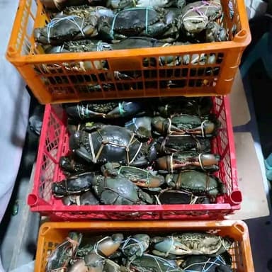 সুন্দরবনের কাঁকড়া (ইংরেজি: MUD Crab / Mangrove Crab) (বৈজ্ঞানিক নাম: Scylla serrata)